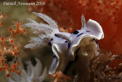 ....Anilao, Philippines taken with Canon 400D/hugyfot by Patrick Neumann 